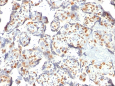 FFPE human placent sections stained with 100 ul anti-DNMT3A (clone PCRP-DNMT3A-1E2) at 1:100. HIER epitope retrieval prior to staining was performed in 10mM Tris 1mM EDTA, pH 9.0.